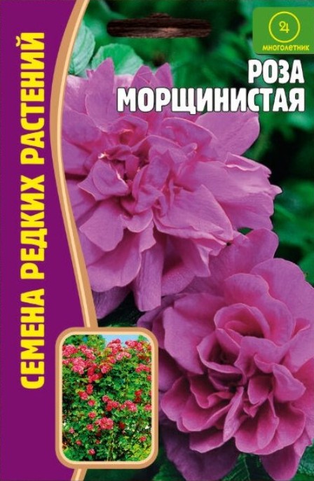 Роза_Морщинистая б/ф_10_шт._Григорьев