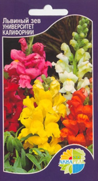 Львиный зев (антирринум)_Университет Калифорнии_0,1_г._Акварель