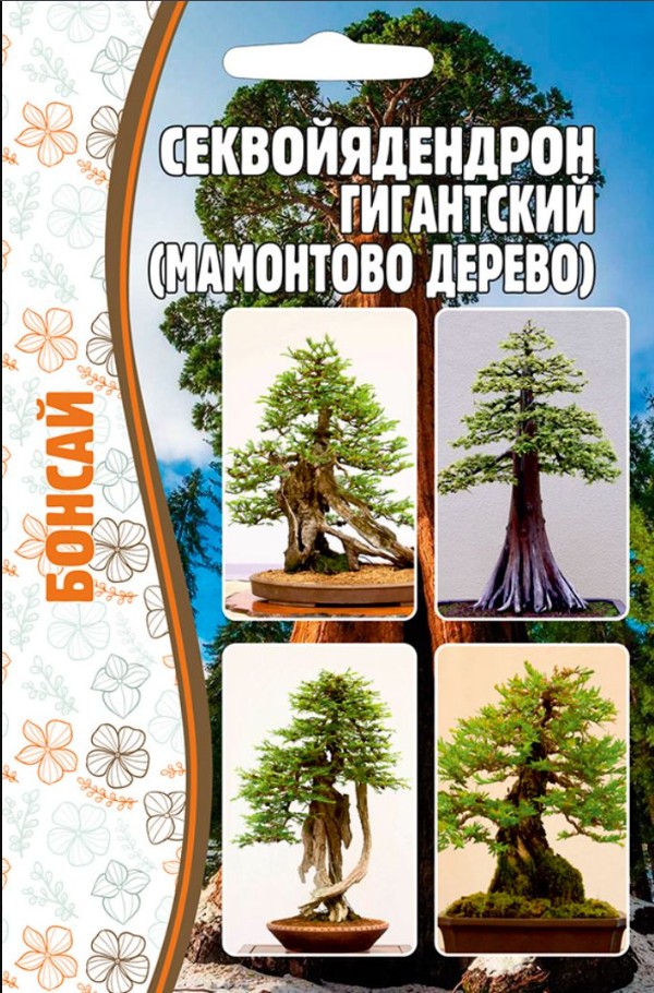 Секвойядендрон_Мамонтово дерево (Гигантский) б/ф_5_шт._Григорьев