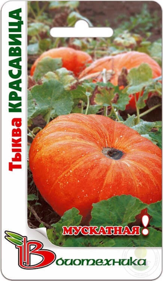 Тыква_Красавица (мускатная)_4_шт._Биотехника