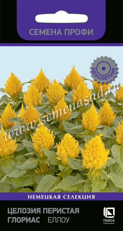Целозия_Глориас Еллоу (перистая)_10_шт._Поиск