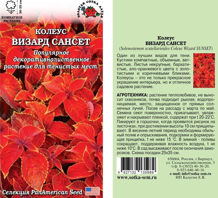 Колеус_Визард Сансет_10_шт._Золотая Сотка Алтая