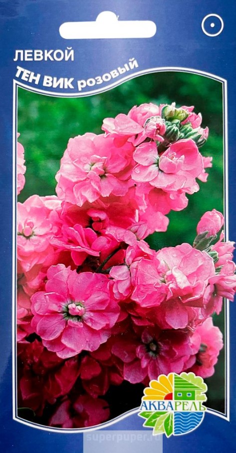 Левкой (маттиола)_Тен Вик Роуз_0,1_г._Акварель