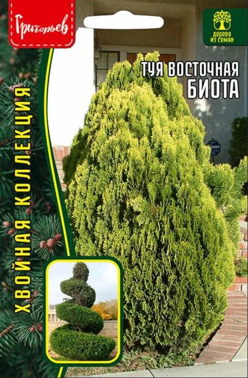 Туя_Биота б/ф_30_шт._Григорьев
