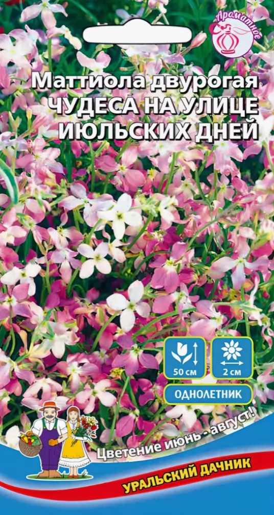 Маттиола_Чудеса на улице июльских дней_0,04_г._Уральский Дачник