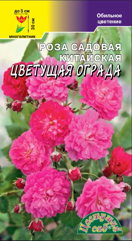 Роза_Цветущая Ограда (китайская)_5_шт._Цветущий Сад