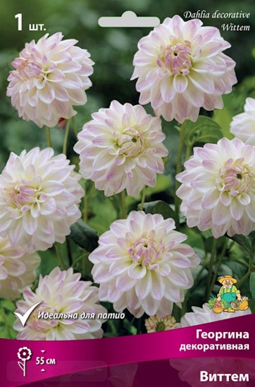 Георгин_Декоративная см_20_шт._Акварель