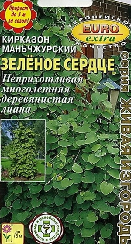 Кирказон_Зелёное сердце маньчжурский_0_г._Аэлита Э