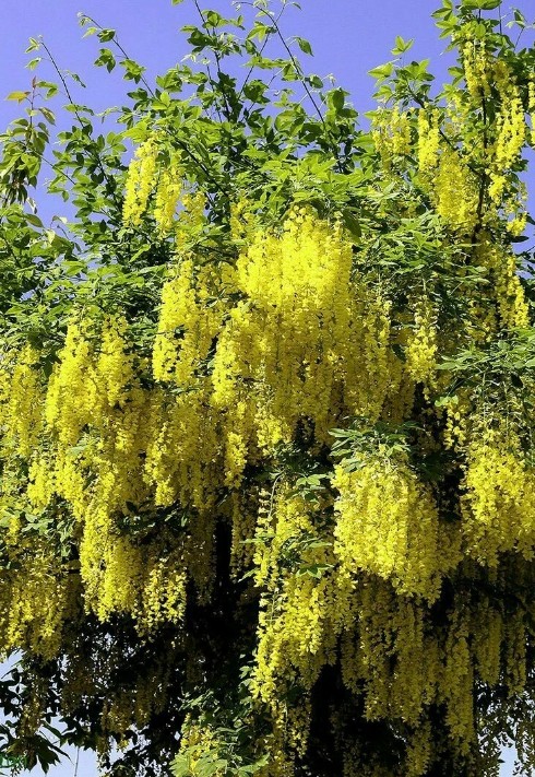 Бобовник_Золотой дождь (альпийский) б/ф_0,2_г._Григорьев