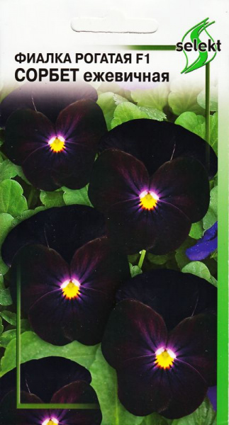 Фиалка_Сорбет Ежевичная (рогатая)_7_шт._Дом Семян С-П