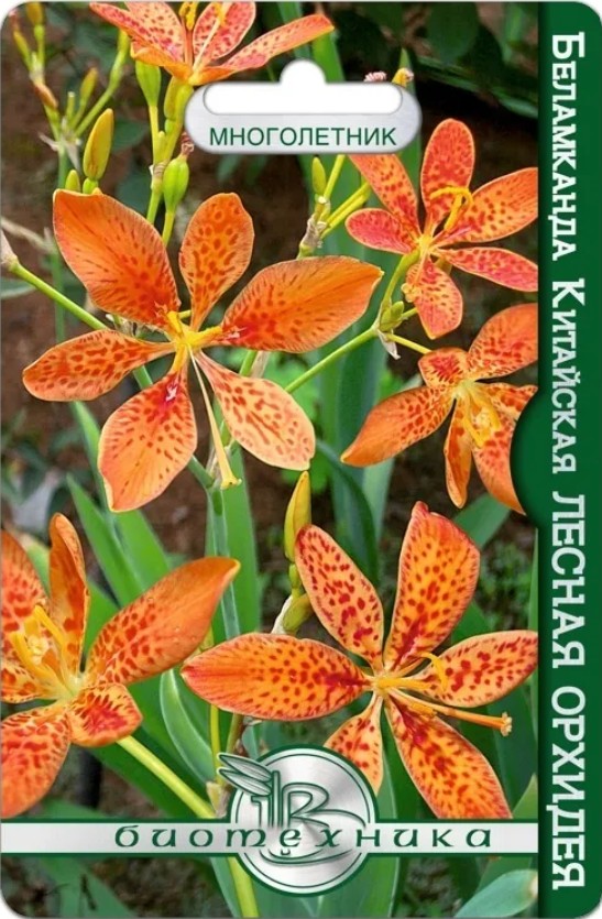 Беламканда (леопардовая лилия)_Лесная Орхидея_6_шт._Биотехника