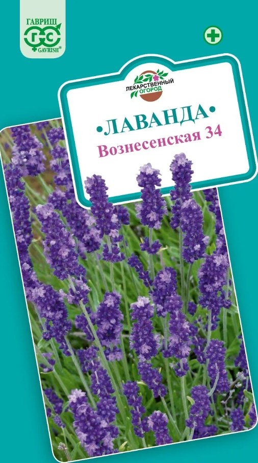 Лаванда_Вознесенская 34 (узколистная)_0,04_г._Гавриш