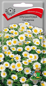 Хризантема_Снегурочка_30_шт._Поиск