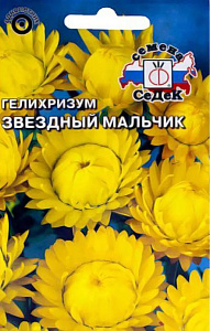 Гелихризум (бессмертник)_Звездный Мальчик (золотисто-желтый)_0,04_г._Седек