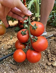 Томат_Редхолли F1_5_шт._Семко