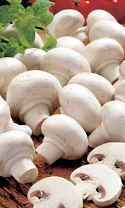 Мицелий_Шампиньон Миндальный б/ф_30_мл._Уральский Дачник