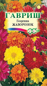 Георгин_Жаворонок см_0,3_г._Гавриш
