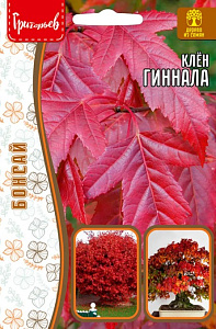 Клен_Гиннала б/ф_20_шт._Григорьев