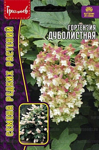 Гортензия_Дуболистная б/ф_20_шт._Григорьев