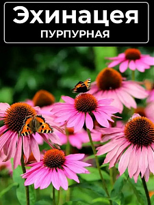 Рудбекия_Эхинацея Пурпурная_0,3_г._Акварель