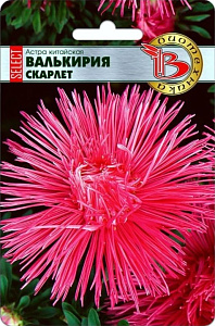 Астра_Валькирия Селект Скарлет (игольчатая)_30_шт._Биотехника