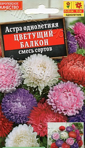 Астра_Садовая см_0,2_г._Акварель