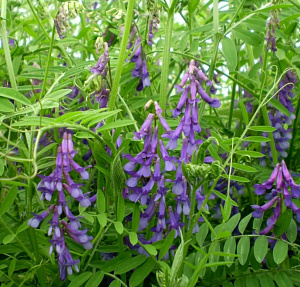 Вика ( вес.) кг