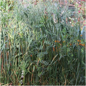 Смесь вико-овсянная (30/70) ( вес.) кг