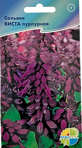 Сальвия (шалфей)_Виста пурпурная (виста пурпл)_7_шт._Акварель