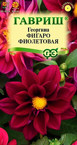 Георгин_Фигаро Фиолетовая_0,04_шт._Гавриш