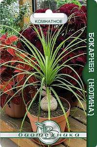 Нолина (бокарнея)_комнатная_5_шт._Биотехника