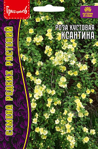 Роза_Кустовая Ксантина б/ф_10_шт._Григорьев