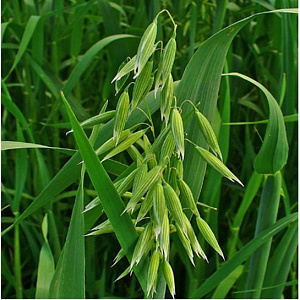 Овес ( вес.) кг