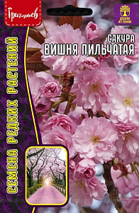 Сакура_Вишня мелкопильчатая б/ф_5_шт._Григорьев