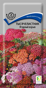 Ахиллея (тысячелистник)_Ягодный Взрыв см_10_шт._Поиск