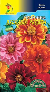 Георгин_Веселые ребята см_0,2_г._Цветущий Сад