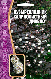 Пузыреплодник_Диаболо калинолистный б/ф_15_шт._Григорьев