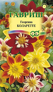 Георгин_Коларетте см_0,2_г._Гавриш