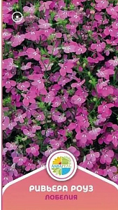 Лобелия_Ривьера Роуз_10_шт._Акварель