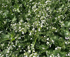 Редька Масличная ( вес.) кг