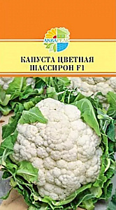 Капуста_цветная_Шассирон F1_15_шт._Акварель