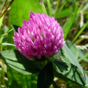 Клевер красный луговой ( вес.) кг