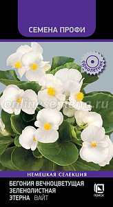 Бегония_Этерна Вайт (профи) (вечноцв)_10_шт._Поиск