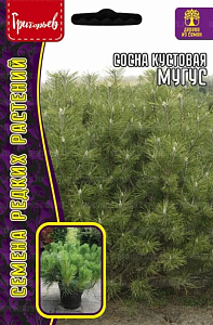 Сосна_Мугус (кустовая) б/ф_10_шт._Григорьев