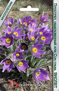 Прострел (сон-трава, пульсатилла)_Виолет_10_шт._Биотехника