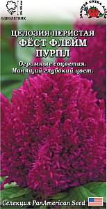 Целозия_Фест Флейм Пурпл (перистая)_10_шт._Золотая Сотка Алтая