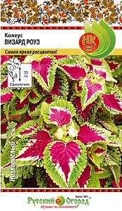 Колеус_Визард Роуз_10_шт._НК