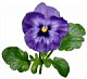 Фиалка