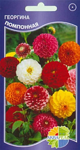 Георгин_Помпонная см_20_шт._Акварель