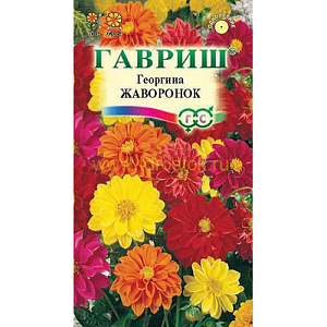 Георгин_Желанная см_0,3_г._Гавриш